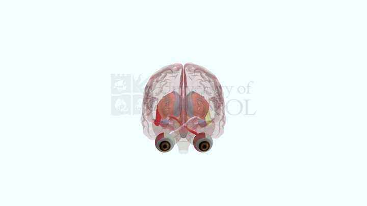 Optic tract and radiation 3D Model