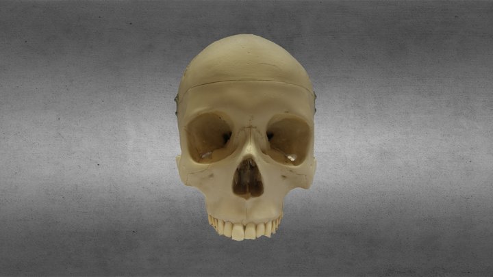 SfM Human Cranium 3D Model