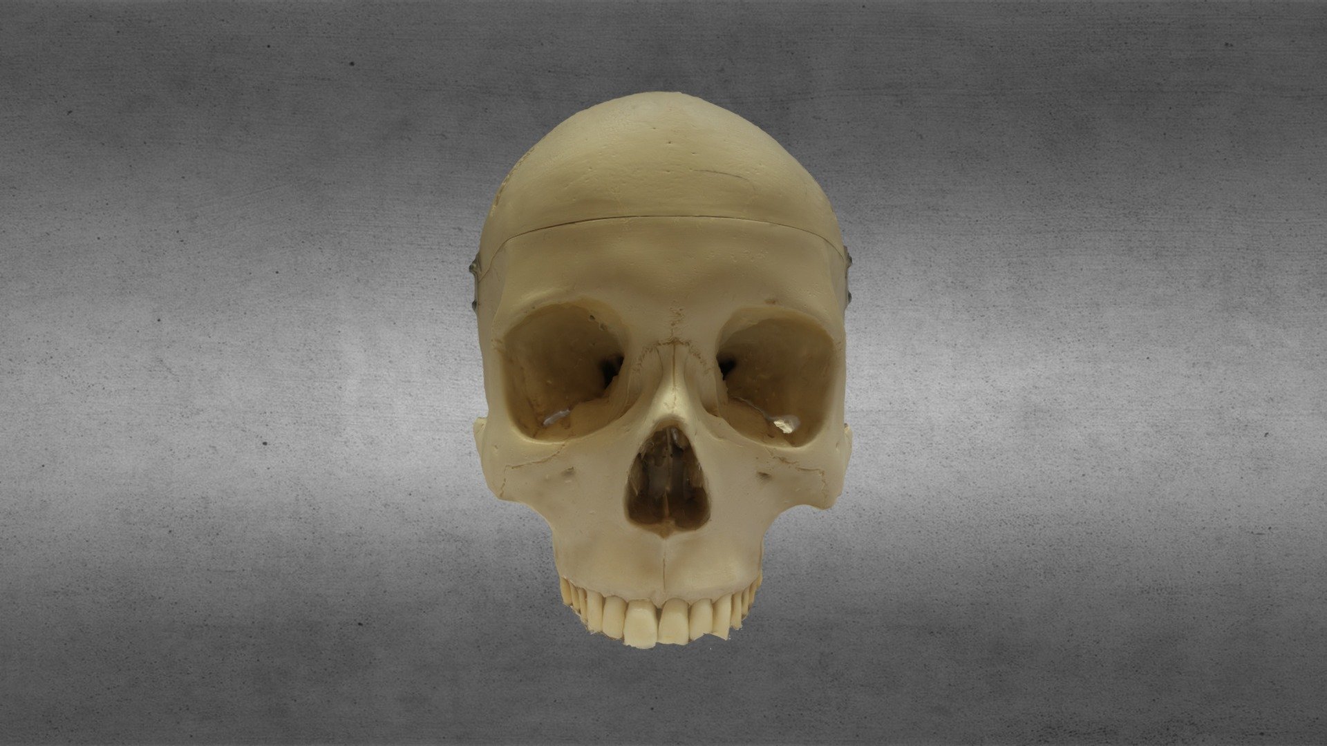SfM Human Cranium