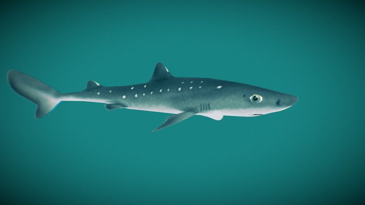 Spiny Dogfish Stylized Lowpoly 3D Model