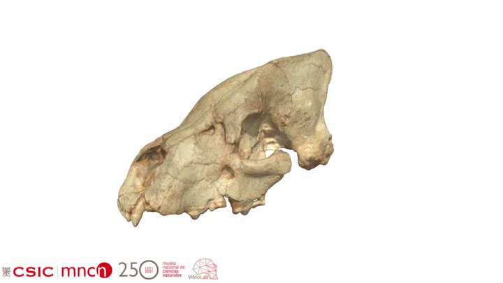 Chasmaporthetes lunensis - MNCNPV-67100 3D Model