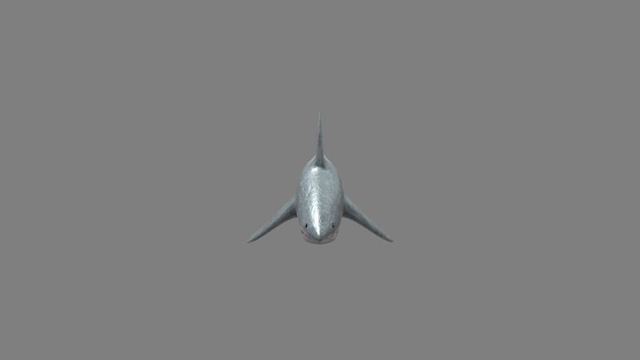Great White Shark (4k) (Free) 3D Model