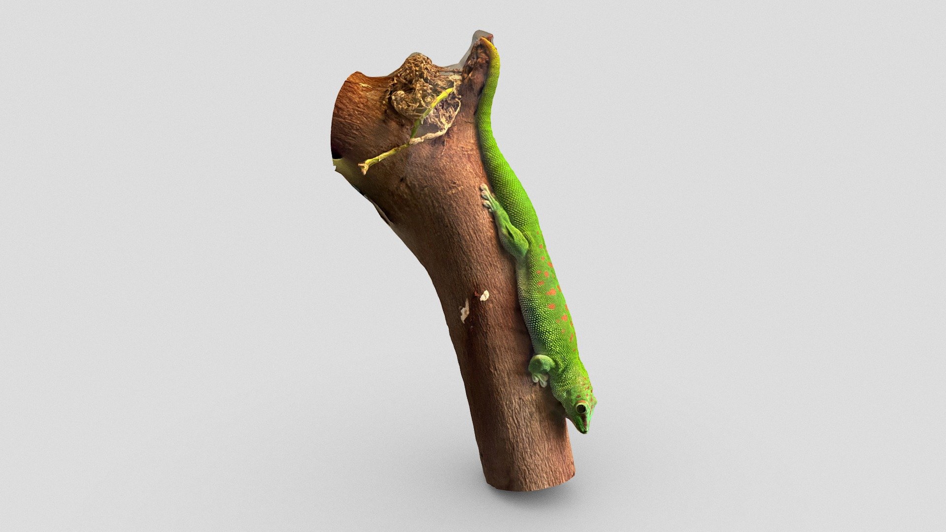 Gecko on a branch