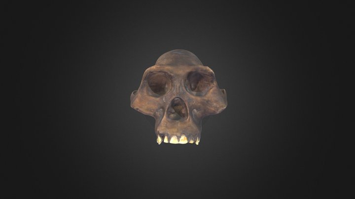 Australopithecus afarensis cranium – Free 3D Model STL