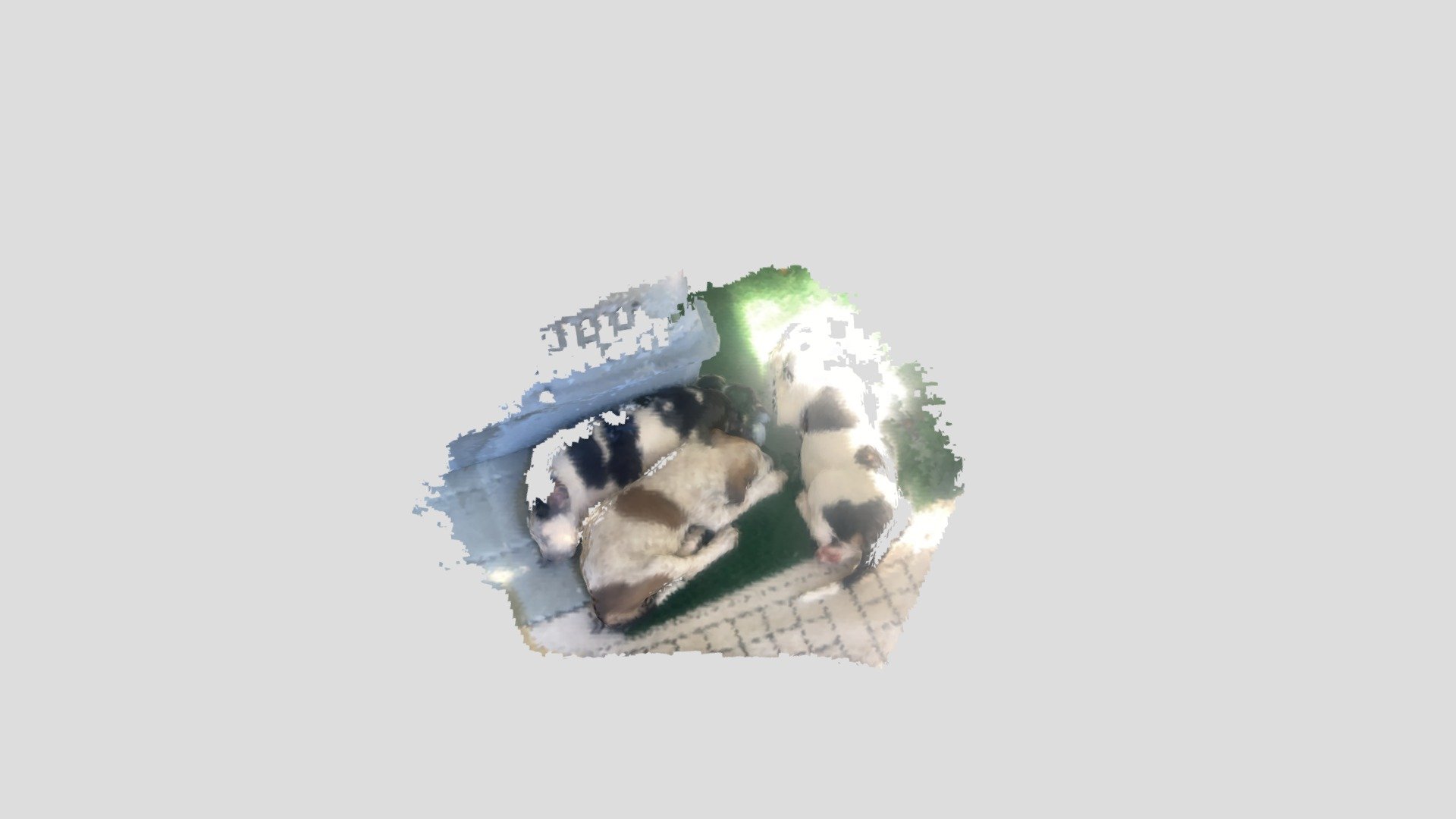 Puppy Litter