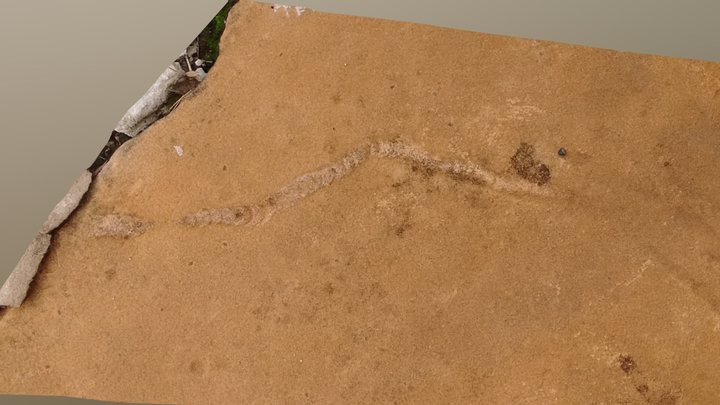 Taenidium trace 3D Model