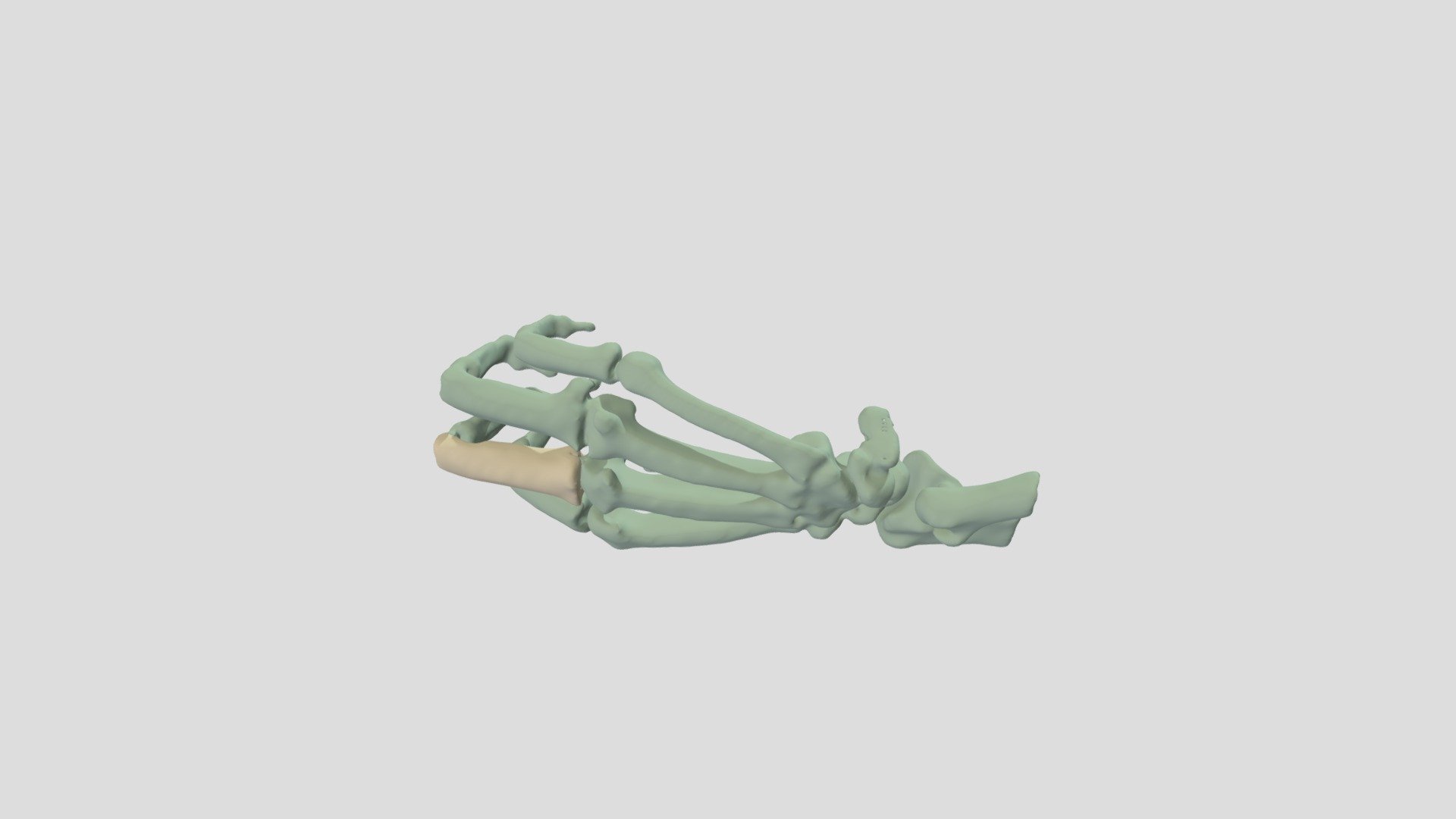 Right Third Proximal Phalange: Gorilla