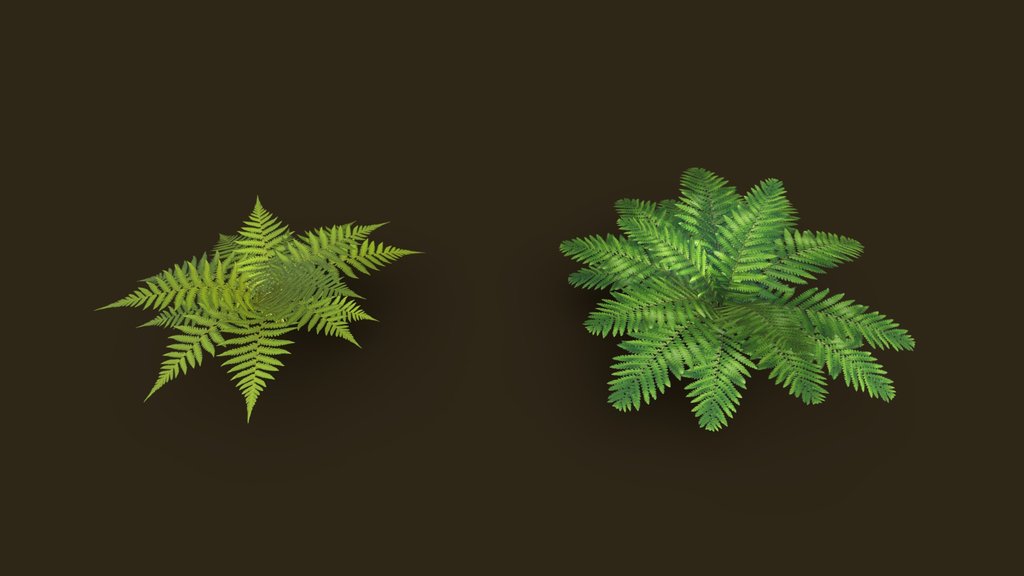 Ferns Grass