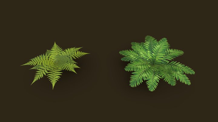 Ferns Grass 3D Model