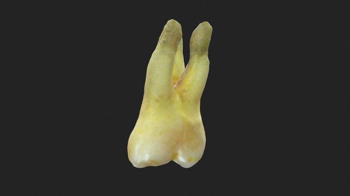 PRIMER MOLAR SUPERIOR IZQUIERDO PERMANENTE 3D Model