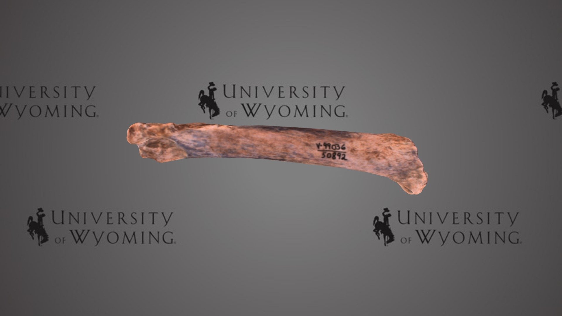 UW 50892 - Miracinonyx trumani, Right Metatarsal