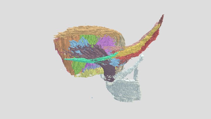 Tongue body neuromuscular compartments 3D Model