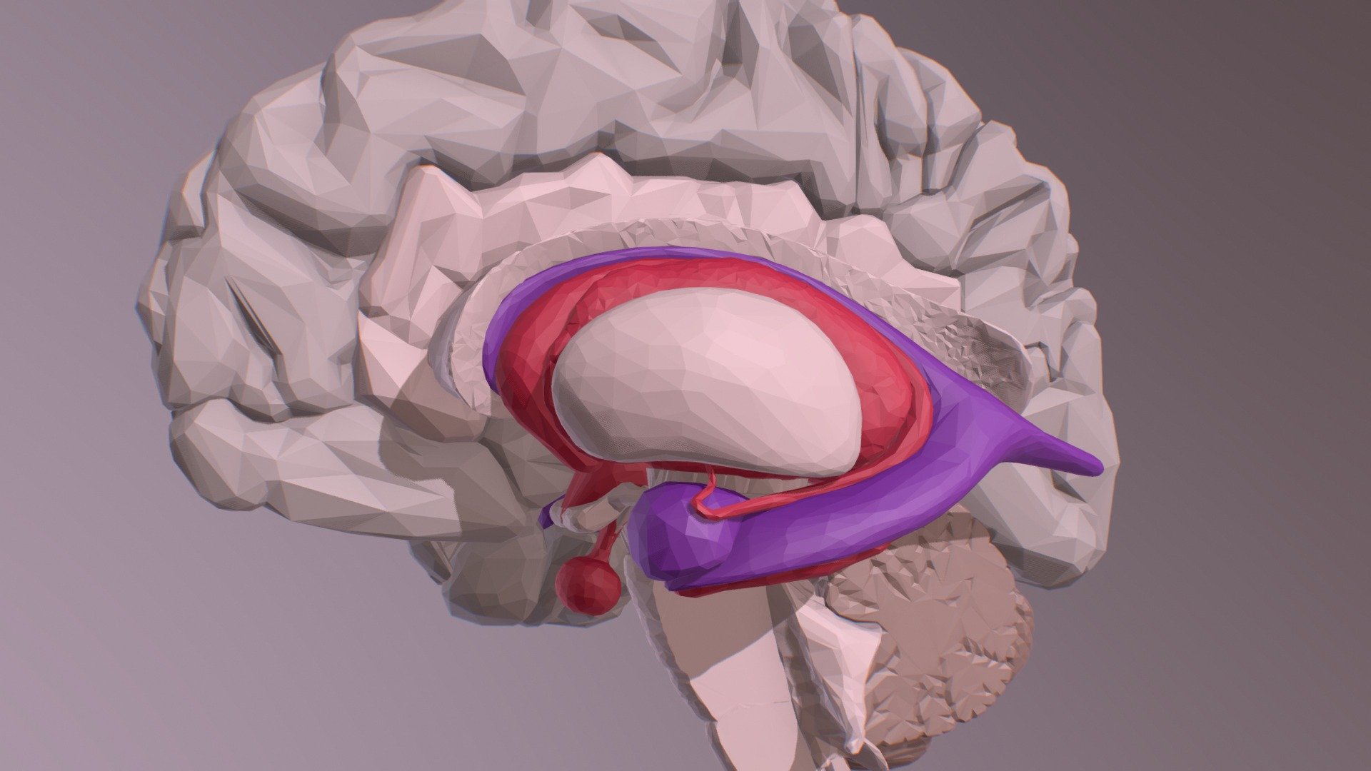 Internal Brain Structures - 3D model by chrishammang (@chrishammang)  [456db0f]