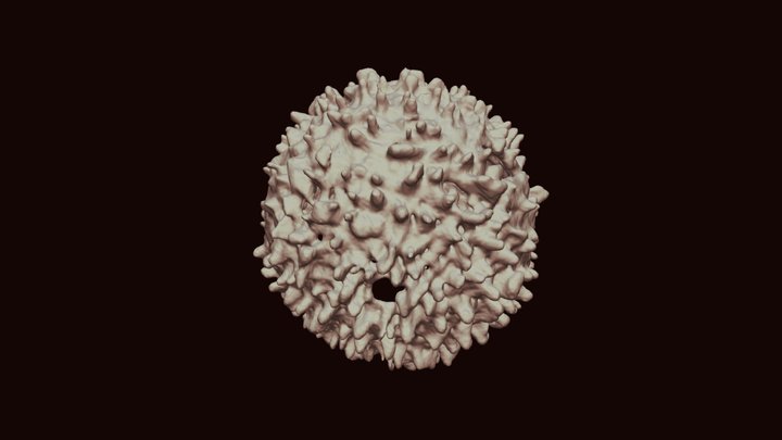 Specimen C BSK 1460 6 3D Model