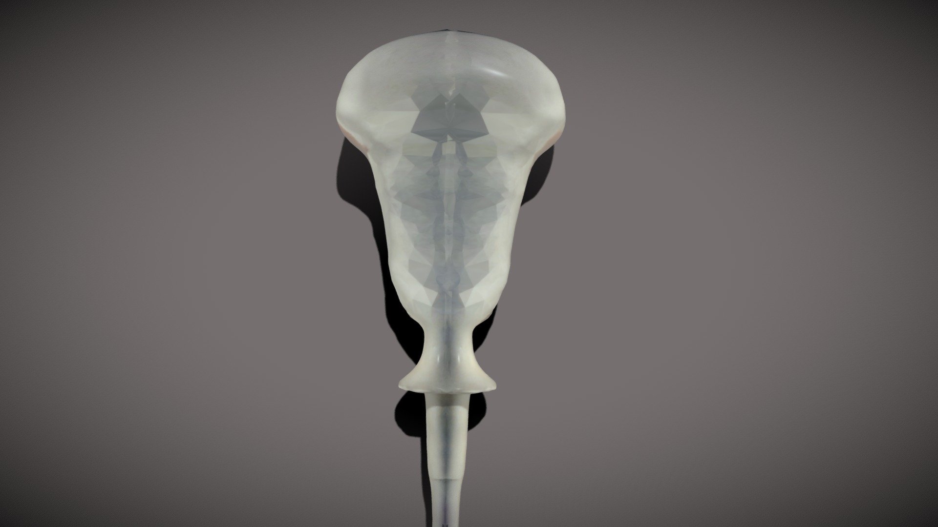 Sonda Media dell'Ecografo