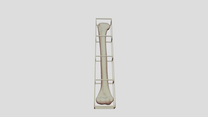 - Arms_Humerus (R)_2 3D Model