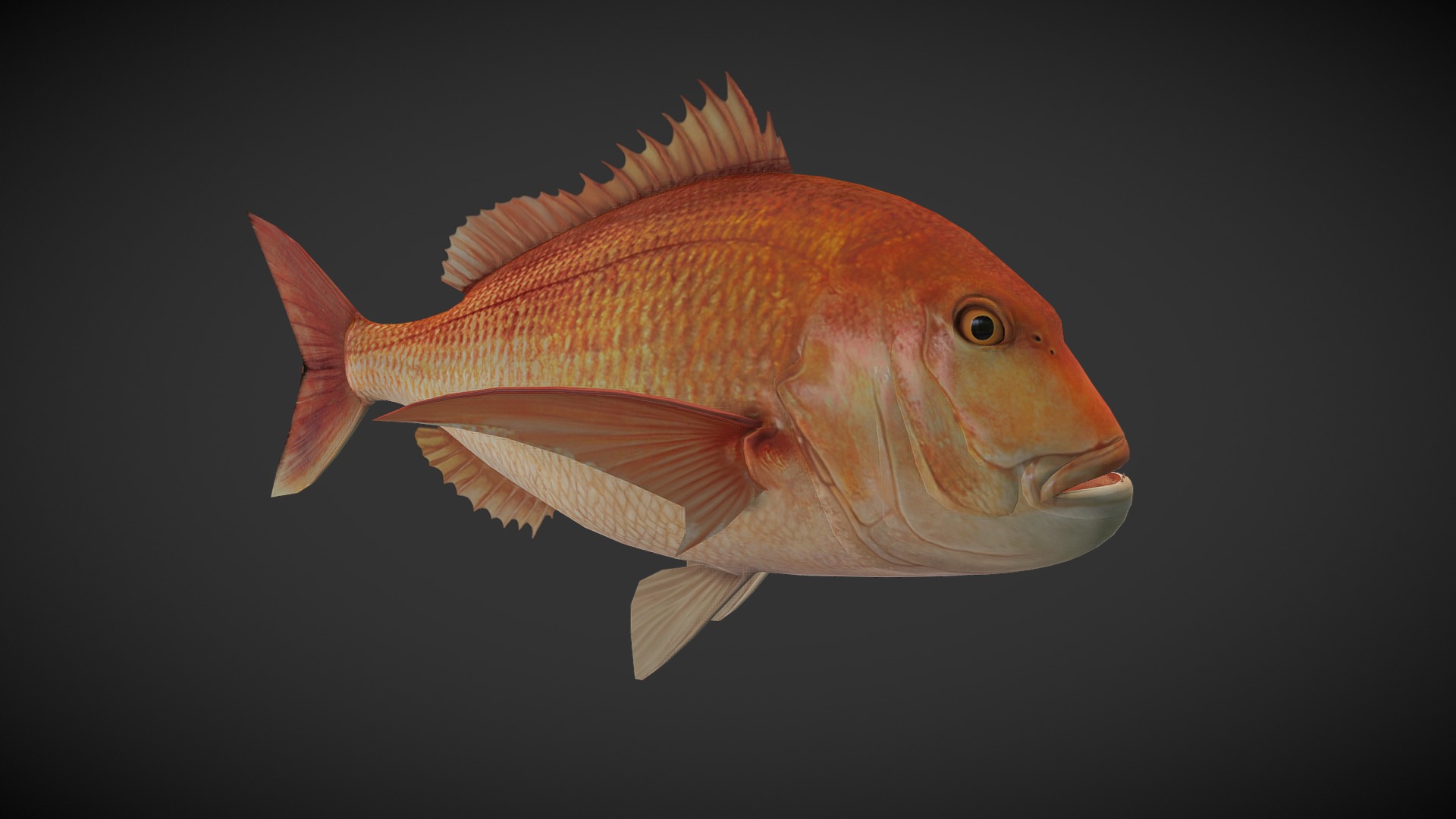 3D model Carp 01 - This is a 3D model of the Carp 01. The 3D model is about a goldfish with a black background.