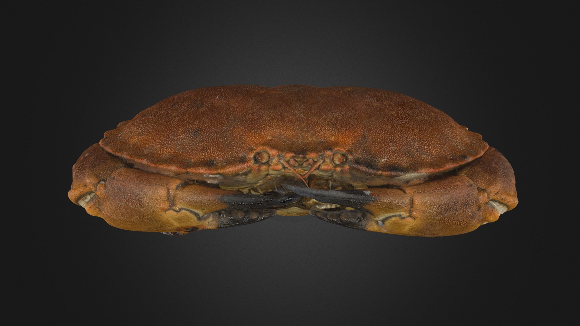 3D model Crab 3D Model - This is a 3D model of the Crab 3D Model. The 3D model is about a close-up of a crab.