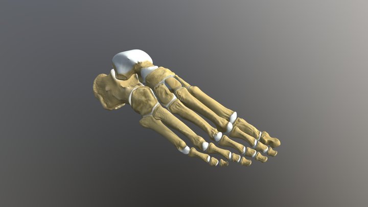 Human foot bones 3D Model