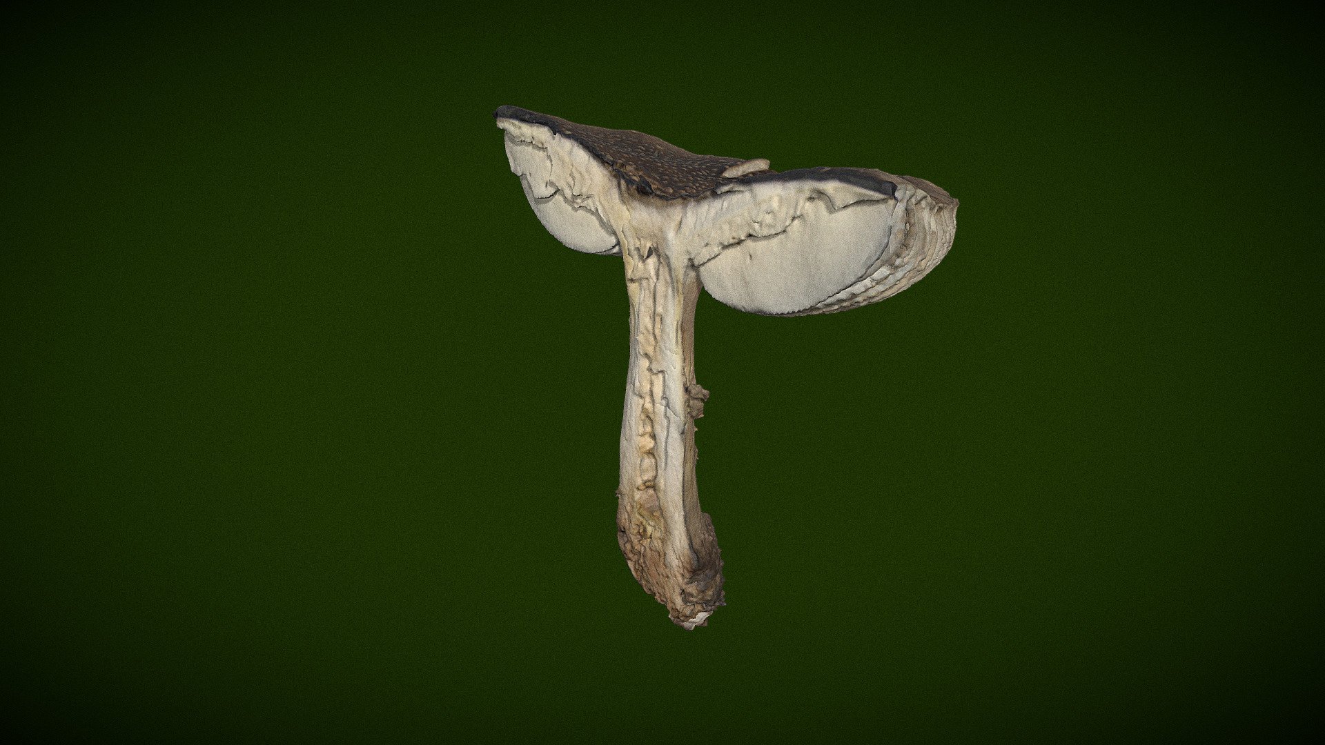 Real Fungus Scan 3D - Amanita excelsa
