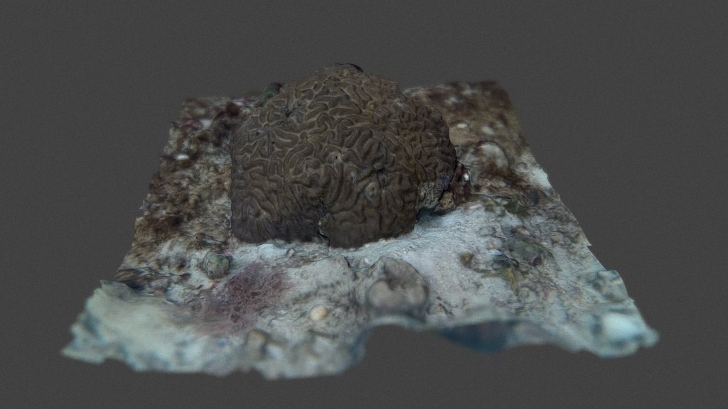 Brain Coral - Platygyra lamellina