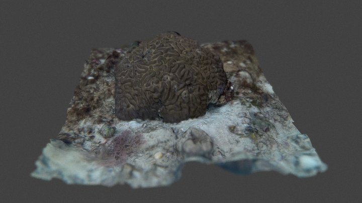 Brain Coral - Platygyra lamellina 3D Model