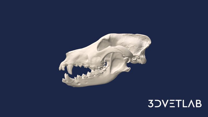 Dog Skull HD (high poly) 3D Model