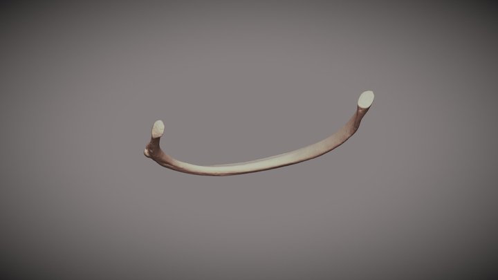 Individual Rib Example 3D Model