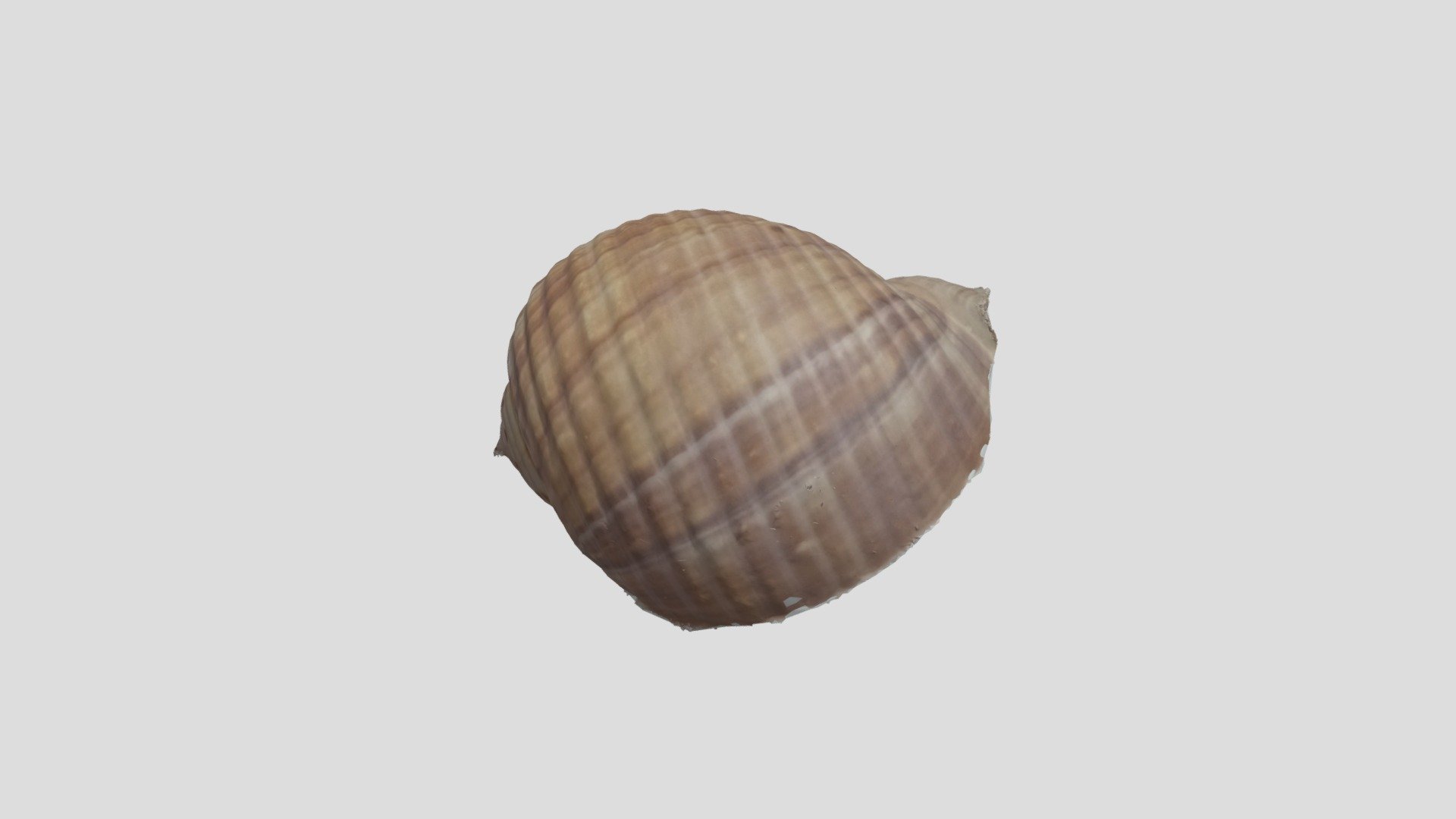 Shell1Model - 3D model by ellielindow347 [457a37b] - Sketchfab