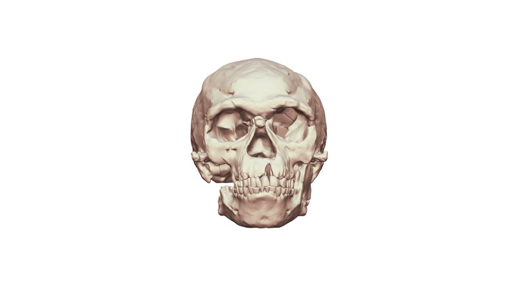 Jebel Irhoud Skull Reconstruction