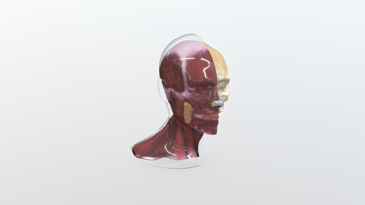 keytruda_head_060721 3D Model
