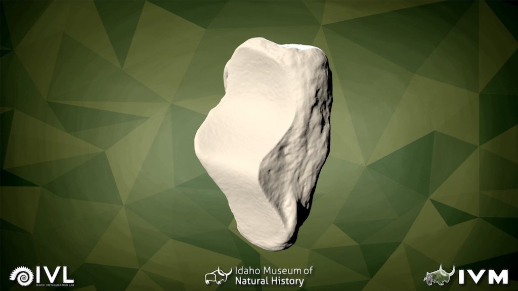 IMNH-75002-27- Sesamoid