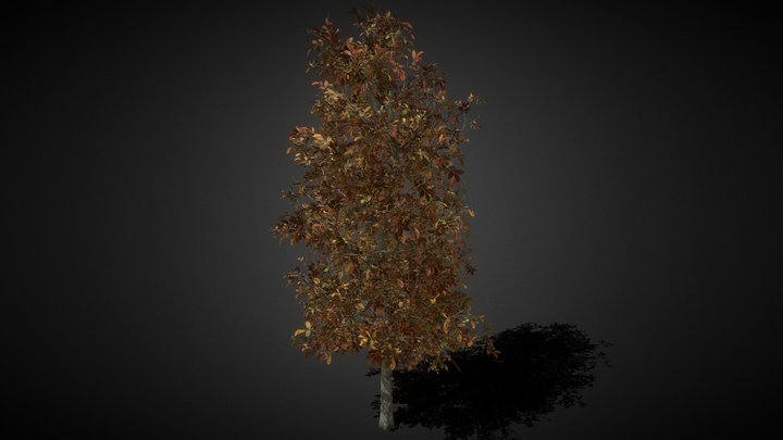 Big Tree 08 3D Model