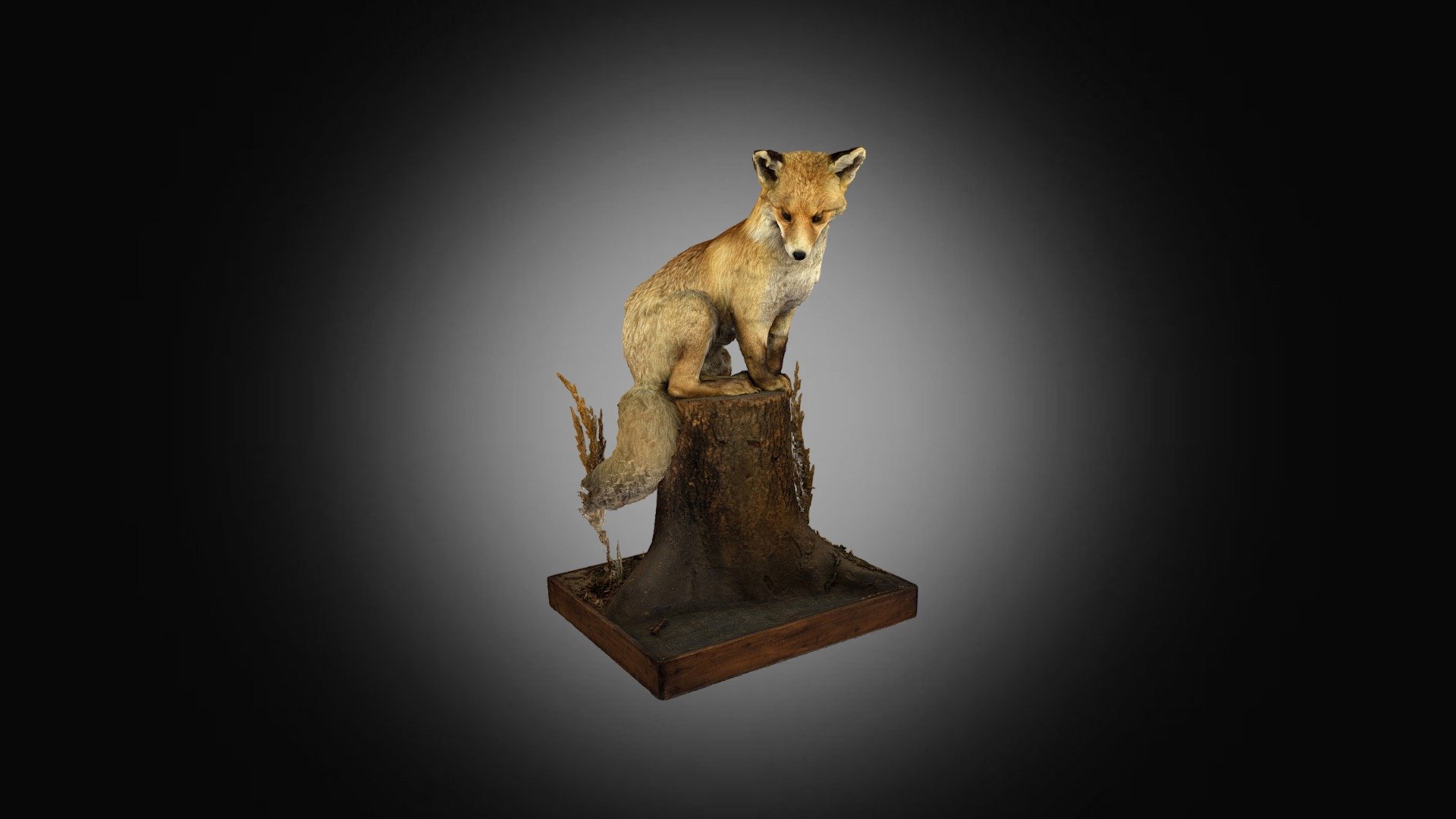 Liška obecná -  (Vulpes vulpes L.) — Sketchfab embed 3D viewer