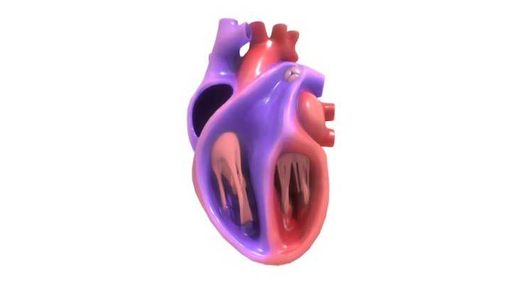 Human Heart Section 3D Model