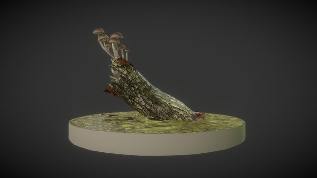 Mycenaceae 1 dia 3D Model