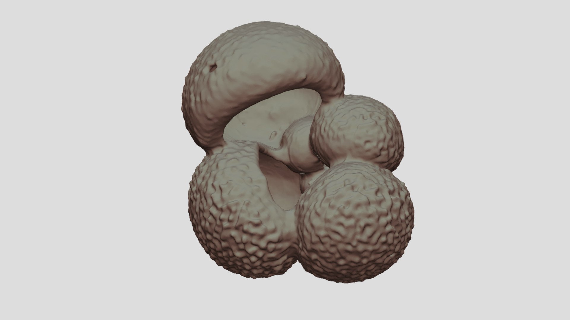 Globigerina bulloides [Geo B8502 785cm Shell-9]