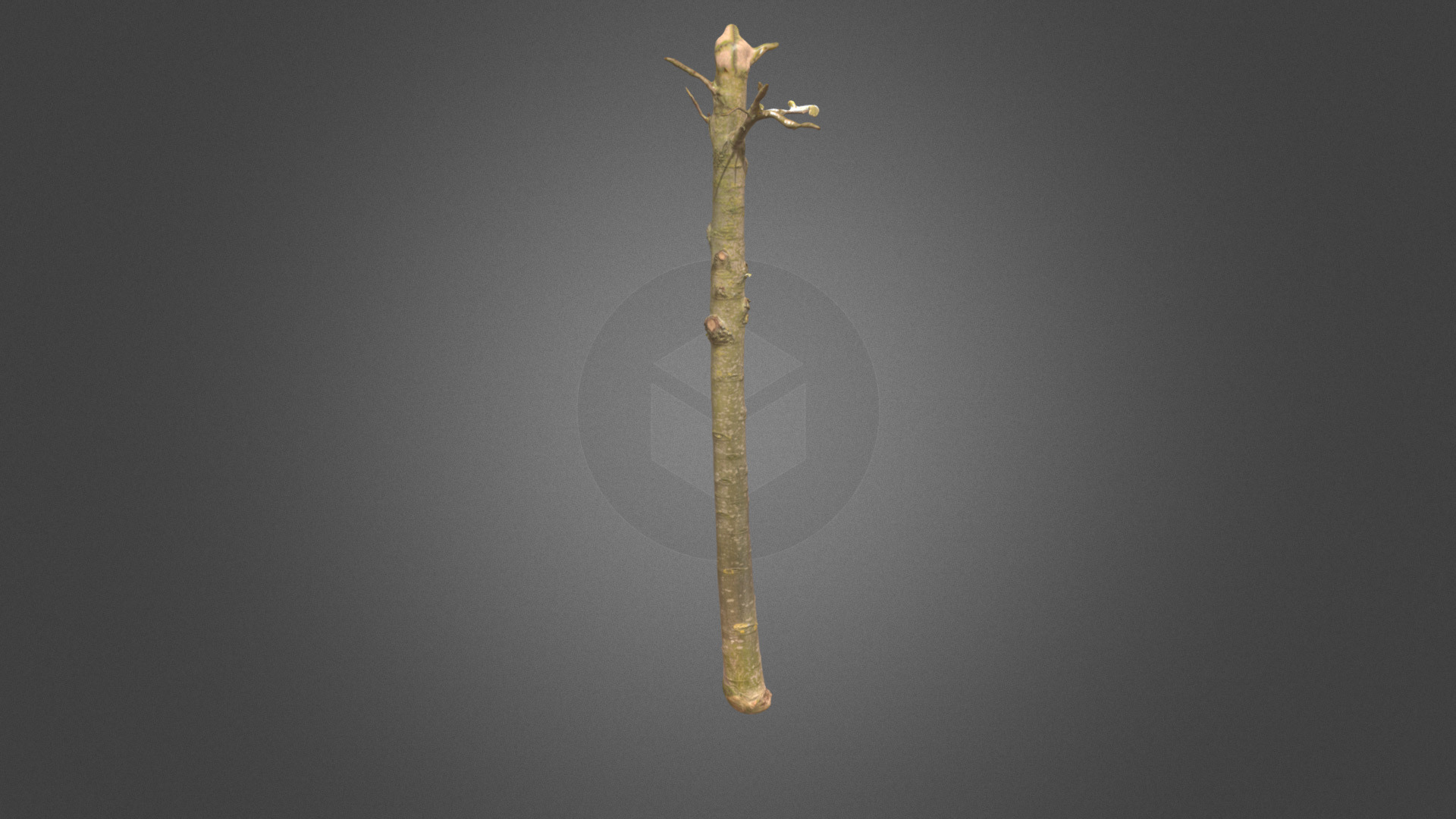 3D model Maple Tree Trunk - This is a 3D model of the Maple Tree Trunk. The 3D model is about a long thin guitar.