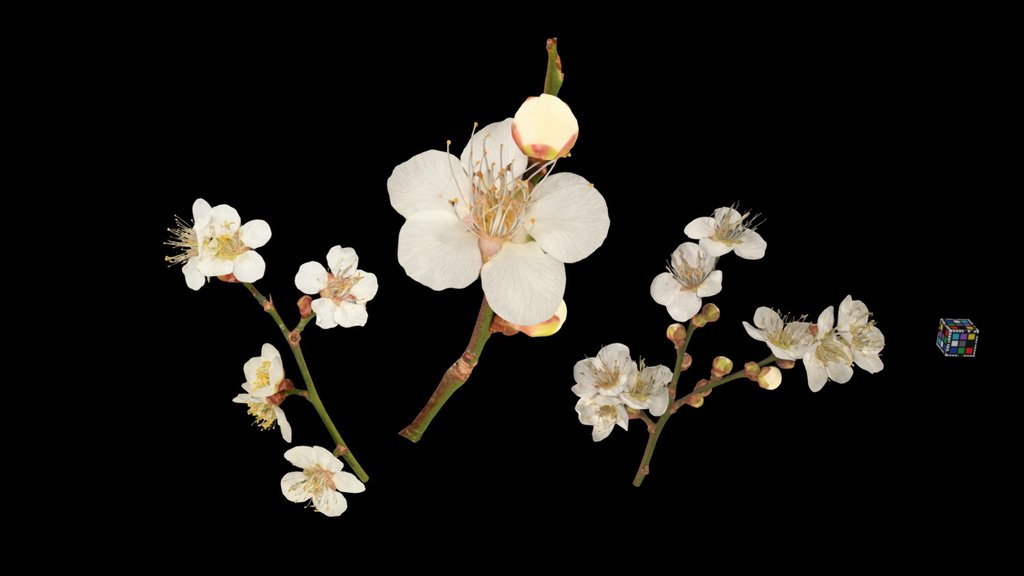 CC0 ウメ Japanese Apricot, Prunus mume