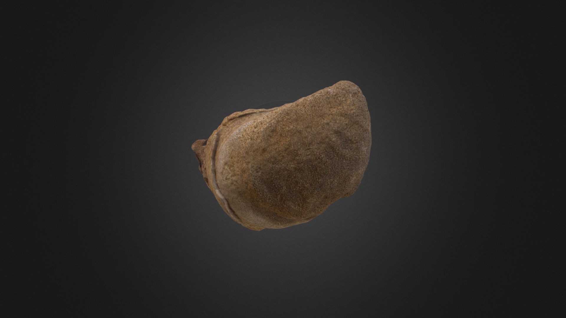 3D model Inoceramus erectus D8426 - This is a 3D model of the Inoceramus erectus D8426. The 3D model is about a stone with a dark background.