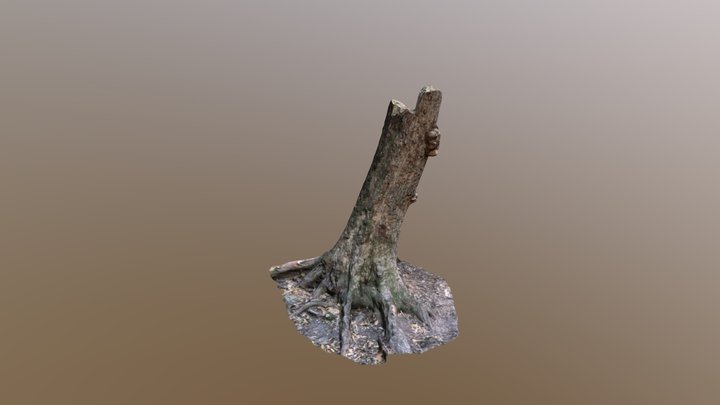 Photogrammetry tree stump 3D Model