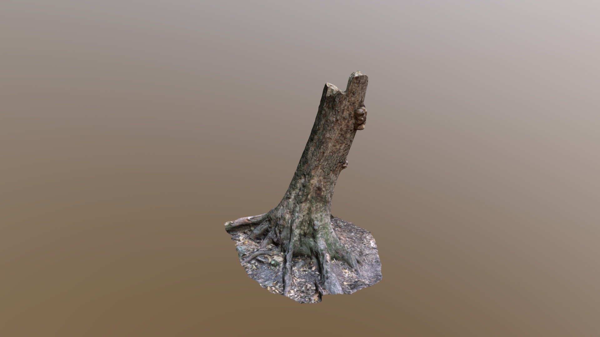 Photogrammetry tree stump