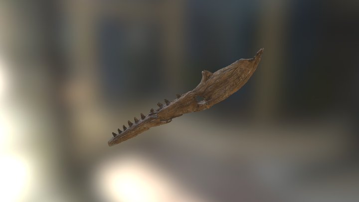 Bruce Jaw 3D Scan 3D Model