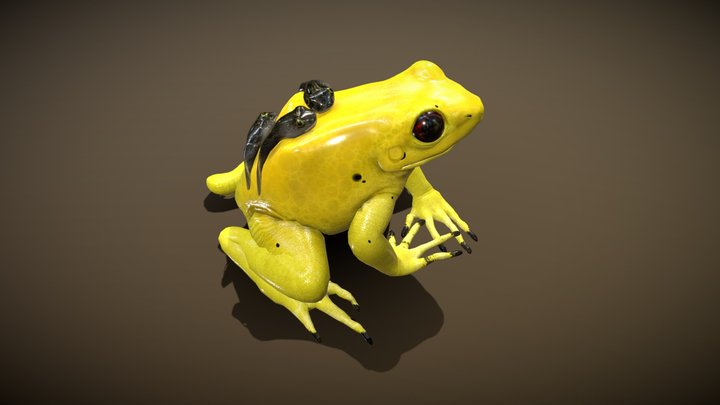 Golden Poison Dart Frog 3D Model