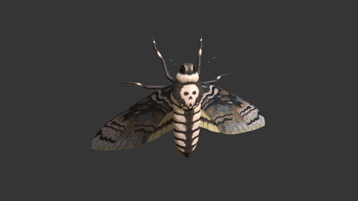 MothDedhead_Lowpoly_model 3D Model