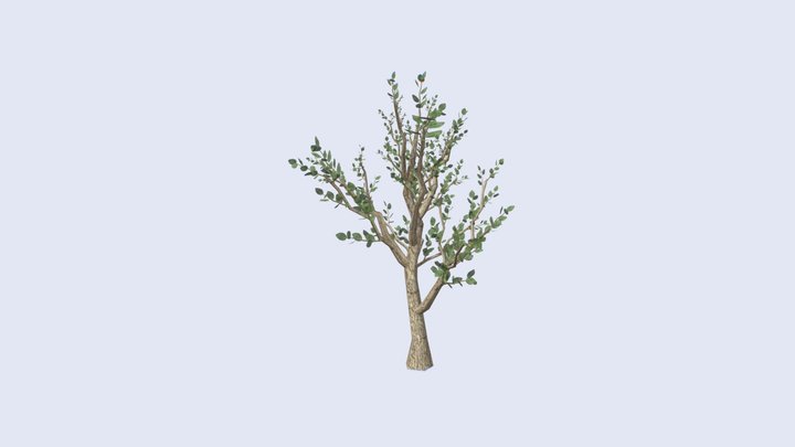 Apple Tree 3D Model