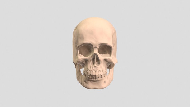 Skull (Male) 3D Model