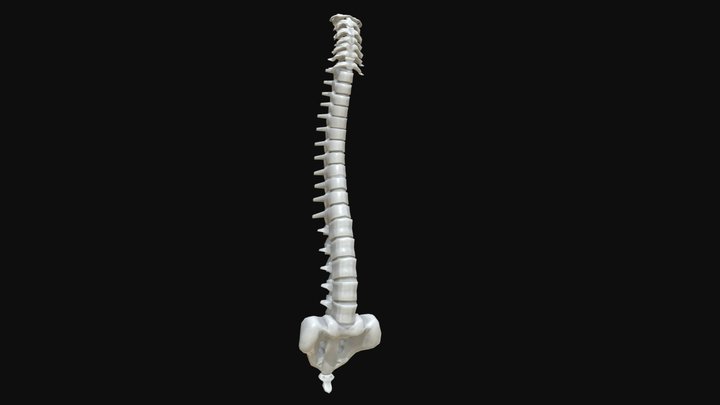 Anatomy - Human spine 1 3D Model