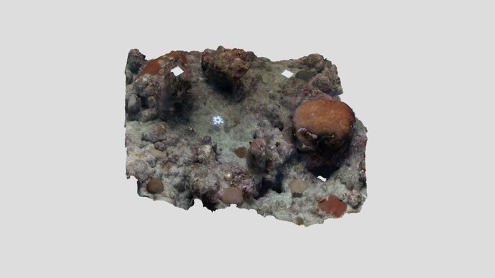 Coral Benthic Habitat 3D Model