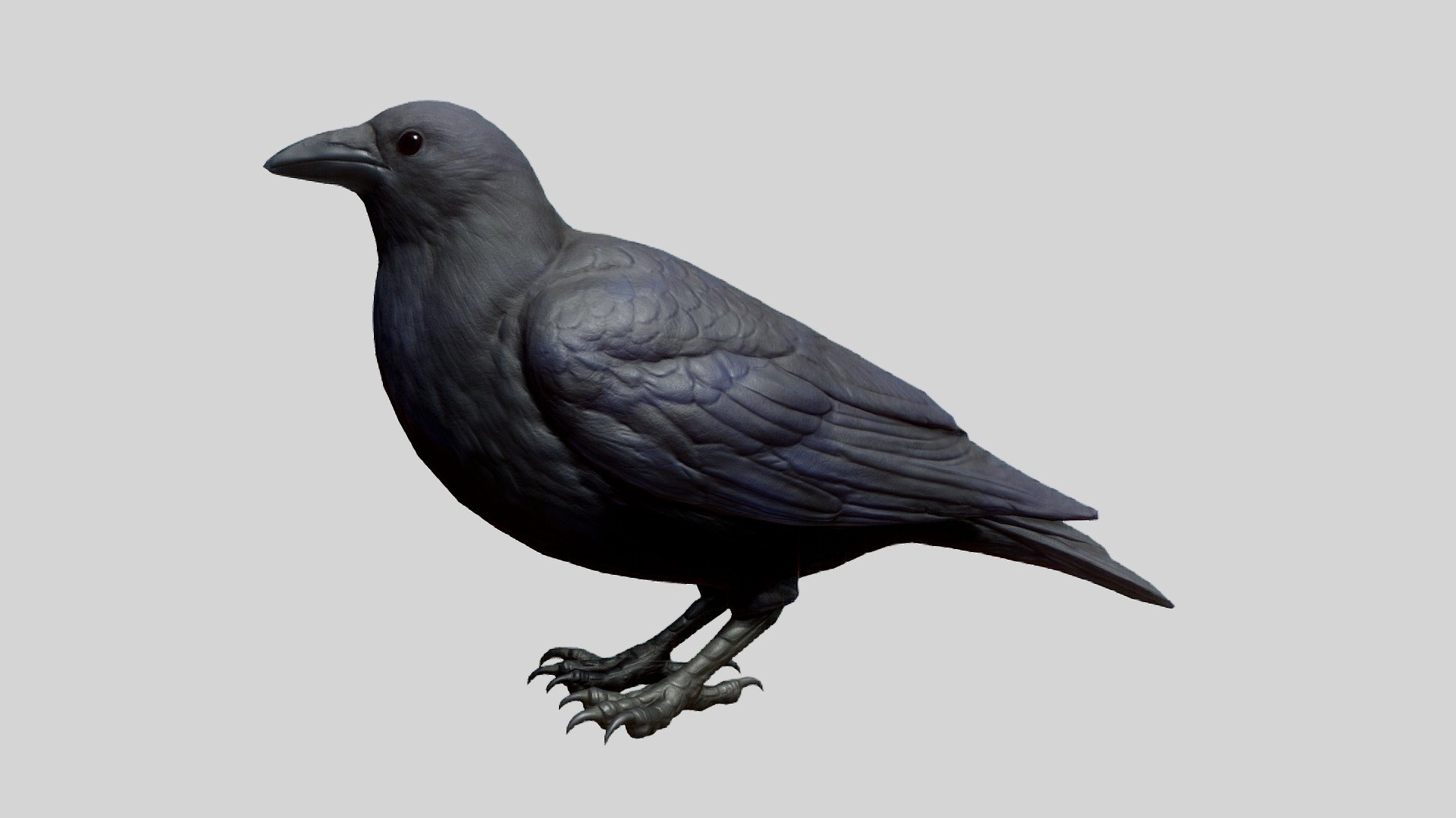 crow 3d zbrush